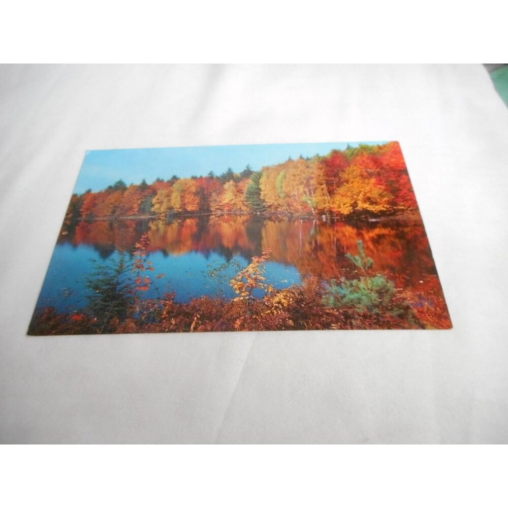 Vintage Postcard unposted Cedar Run Pennsylvania Lake fall nature 1950s